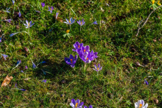 Flora Und Botanischer Garten Jack Aylward Williams