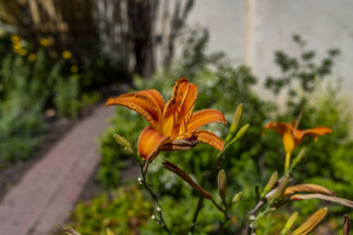 The Beatles’ Blooms #2