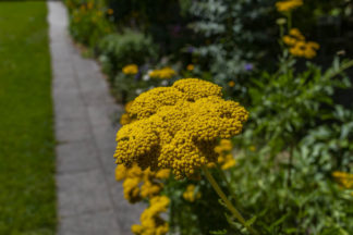 The Beatles’ Blooms #3