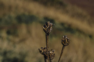 Spent Seeds #2