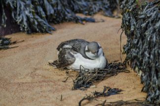 Bird Bed #1