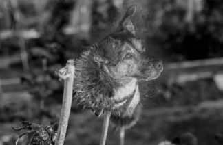 Dogflower