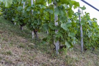 The Royal Vineyard #3